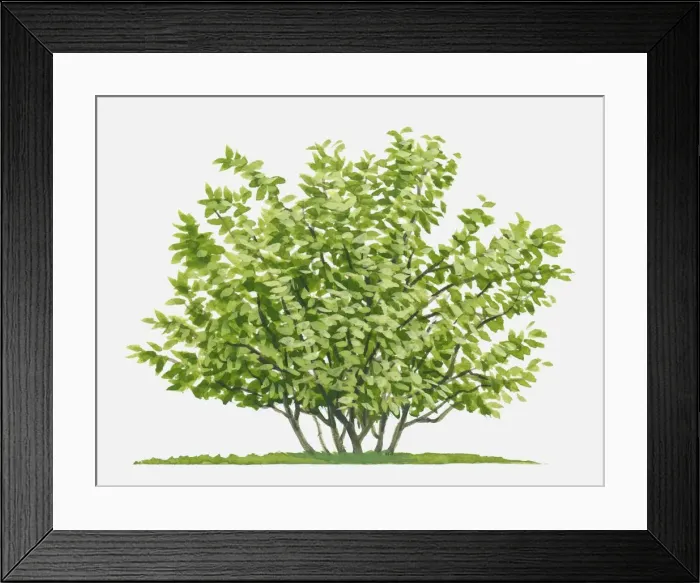 Framed Print : Illustration of Hamamelis (Witch Hazel), deciduous shrub with abundance of green leaves Framed Print : Illustration of Hamamelis (Witch Hazel), deciduous shrub with abundance of green leaves