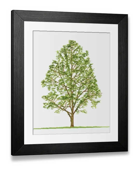 Framed Print : Illustration of Zanthoxylum americanum (Toothache Tree), showing summer leaves Framed Print : Illustration of Zanthoxylum americanum (Toothache Tree), showing summer leaves