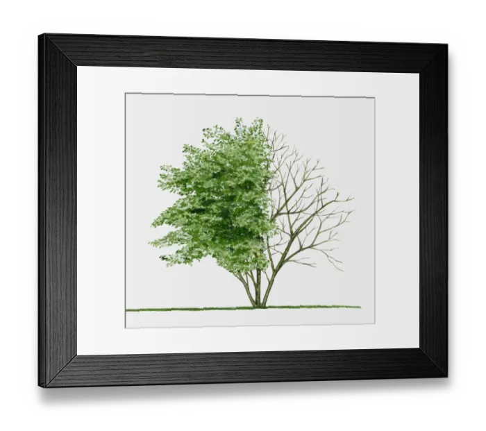 Framed Print : Illustration of Amelanchier lamarckii (Juneberry), a small deciduous tree showing summer leaves Framed Print : Illustration of Amelanchier lamarckii (Juneberry), a small deciduous tree showing summer leaves