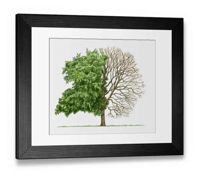 Framed Print : Illustration of Betula nigra (River birch), a deciduous tree showing summer leaves and bare winter b