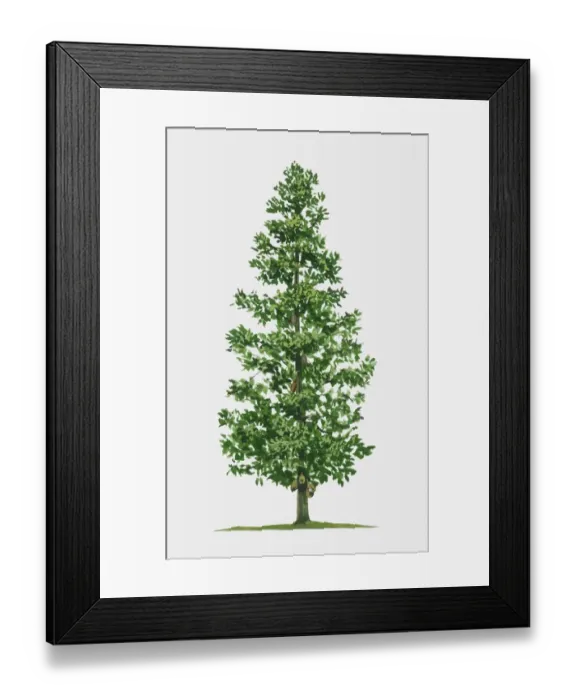 Framed Print : Illustration of Artocarpus heterophyllus (Jackfruit), a tall tropical tree Framed Print : Illustration of Artocarpus heterophyllus (Jackfruit), a tall tropical tree