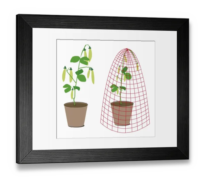 Framed Print : Digital illustration of pea plants in pot, one covered by protective net Framed Print : Digital illustration of pea plants in pot, one covered by protective net