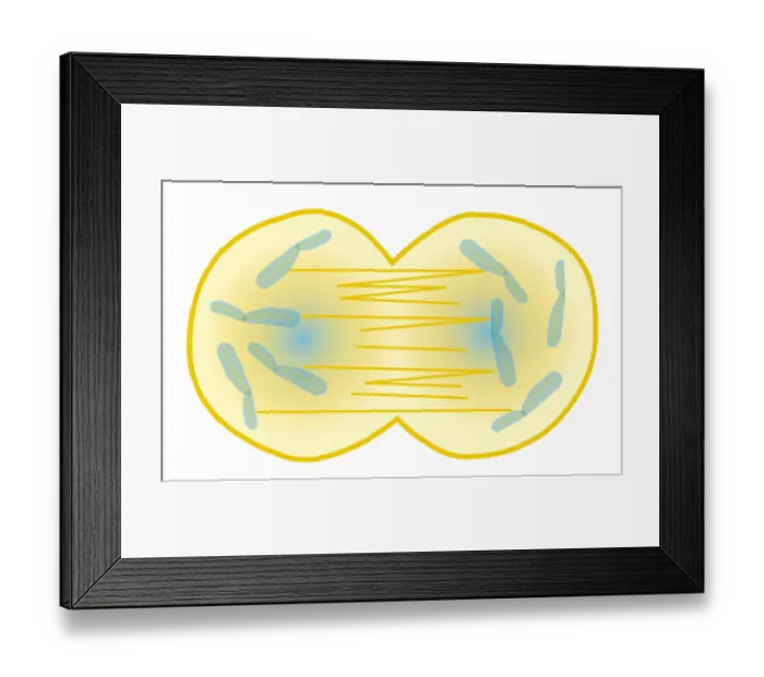 Framed Print : Digital illustration showing human cell division with chromosome making exact copy of itself and div Framed Print : Digital illustration showing human cell division with chromosome making exact copy of itself and div