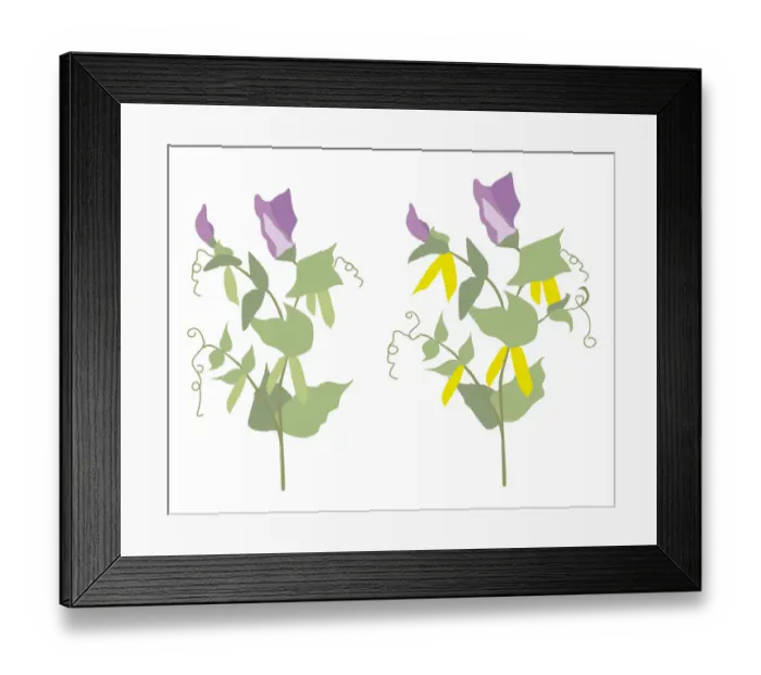 Framed Print : Digital illustration of flowering pea plants with ripe and unripe pea pods Framed Print : Digital illustration of flowering pea plants with ripe and unripe pea pods