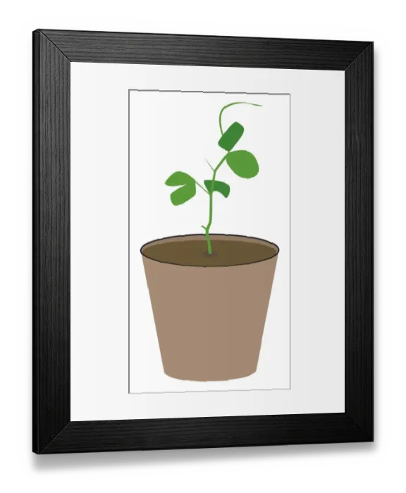 Framed Print : Digital illustration of young plant in pot Framed Print : Digital illustration of young plant in pot