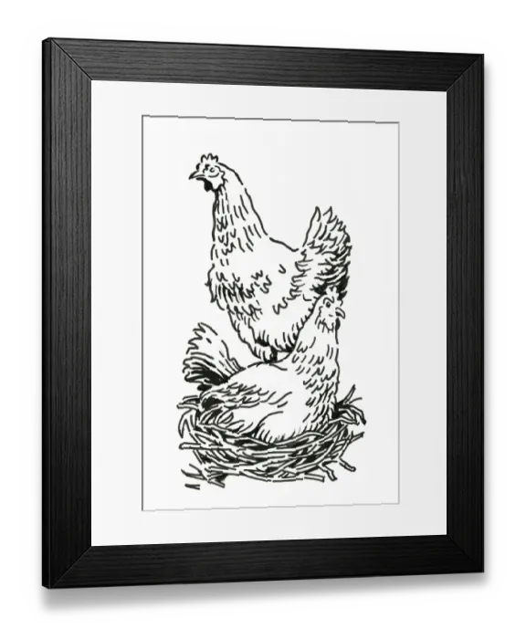 Framed Print : Black and white digital illustration of two chickens, one standing and the other sitting on nest Framed Print : Black and white digital illustration of two chickens, one standing and the other sitting on nest