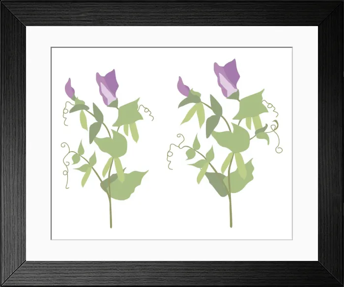 Framed Print : Digital illustration of flowering pea plants