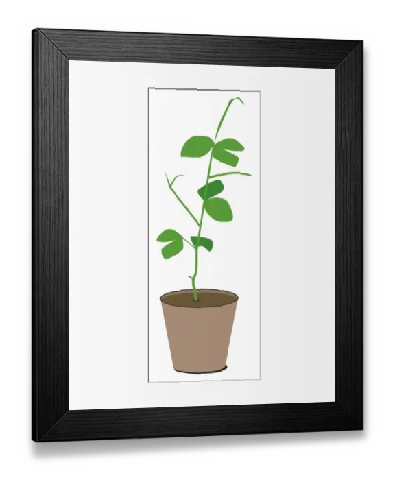 Framed Print : Digital illustration of green plant in pot Framed Print : Digital illustration of green plant in pot