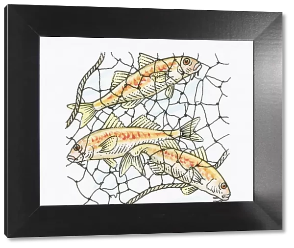 Illustration of fish caught in fishing net