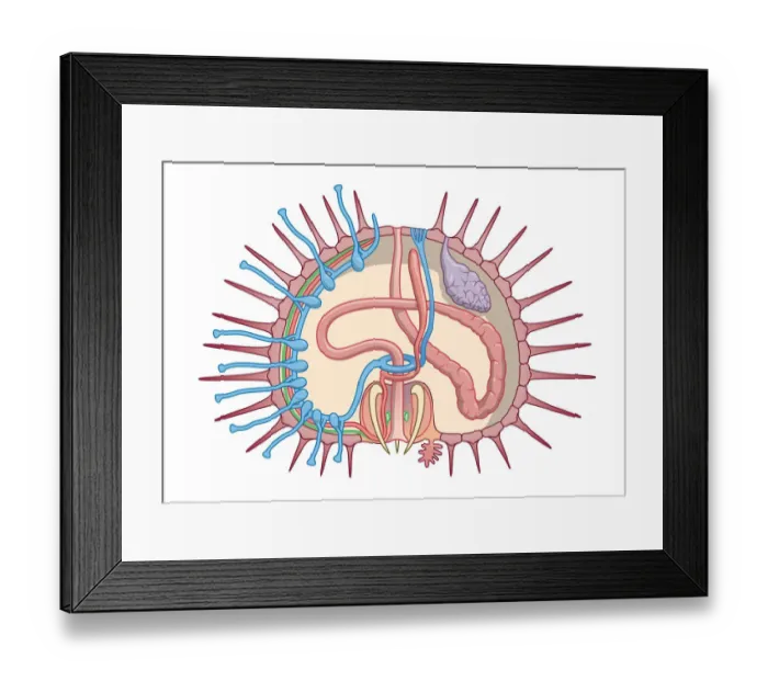 Framed Print : Cross section digital illustration of Sea Urchin showing gonads, intestine, ampullae and radial cana Framed Print : Cross section digital illustration of Sea Urchin showing gonads, intestine, ampullae and radial cana
