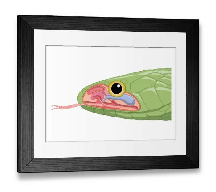 Framed Print : Cross section digital illustration of green snake head showing Jacobsons organ Framed Print : Cross section digital illustration of green snake head showing Jacobsons organ
