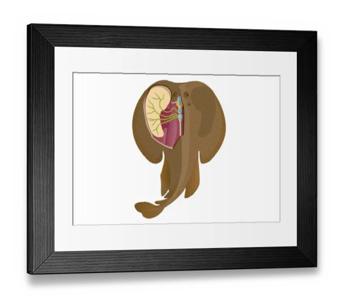 Framed Print : Digital illustration of Electric Ray showing electricity and magnetism in cerebellum, lobus electric Framed Print : Digital illustration of Electric Ray showing electricity and magnetism in cerebellum, lobus electric