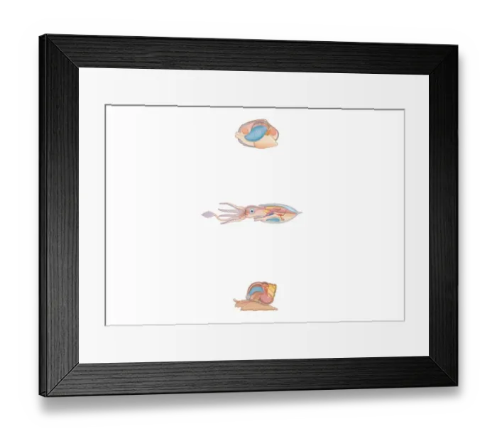 Framed Print : Digital cross section illustration of bivalve, squid, and snail anatomy
