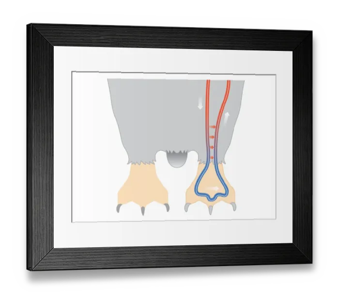 Framed Print : Digital illustration of penguin circulation showing countercurrent mechanism of warm blood flowing f Framed Print : Digital illustration of penguin circulation showing countercurrent mechanism of warm blood flowing f