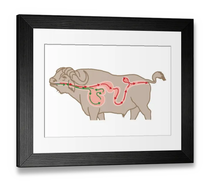 Framed Print : Digital cross section illustration of four chambers in stomach of ruminant, showing rumen, reticulum
