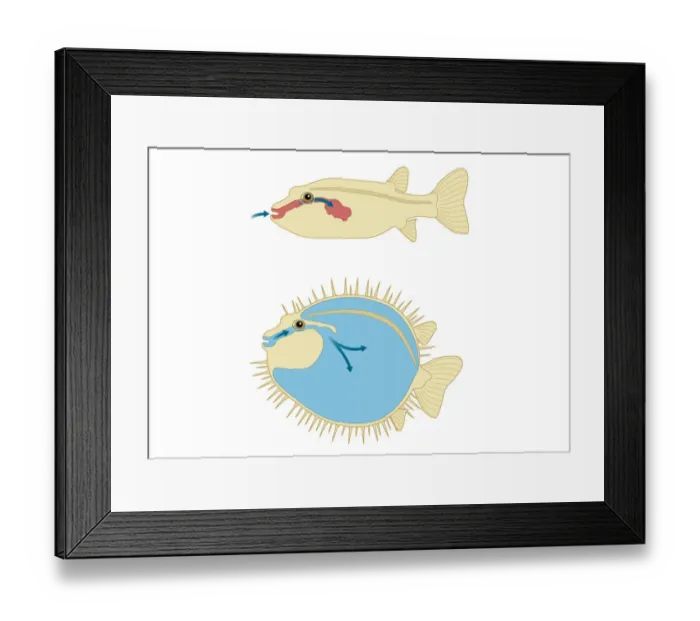 Framed Print : Digital cross section illustration of Porcupine Fish and Puffer Fish abdomen