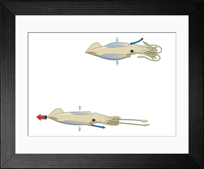 Framed Print : Digital illustration of squid drawing water into mantle cavity using muscles to expand and contract Framed Print : Digital illustration of squid drawing water into mantle cavity using muscles to expand and contract