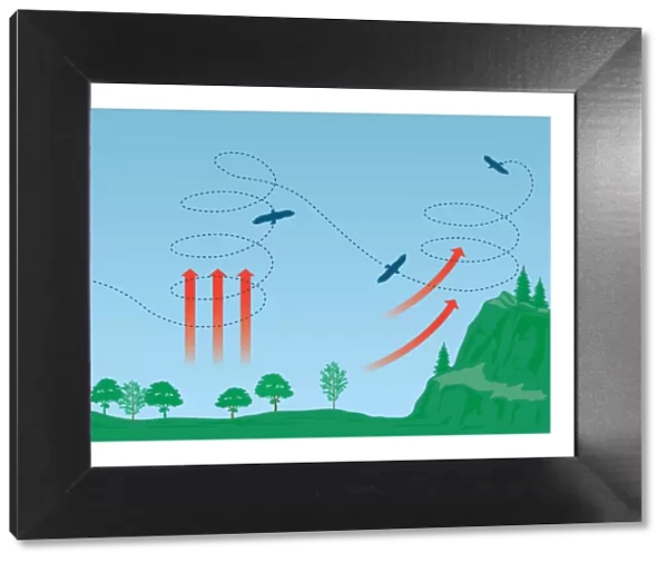 Digital illustration of Eagles soaring using columns of warm air known as thermal updraughts formed
