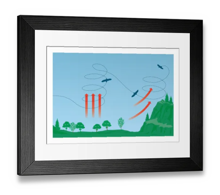 Framed Print : Digital illustration of Eagles soaring using columns of warm air known as thermal updraughts formed Framed Print : Digital illustration of Eagles soaring using columns of warm air known as thermal updraughts formed
