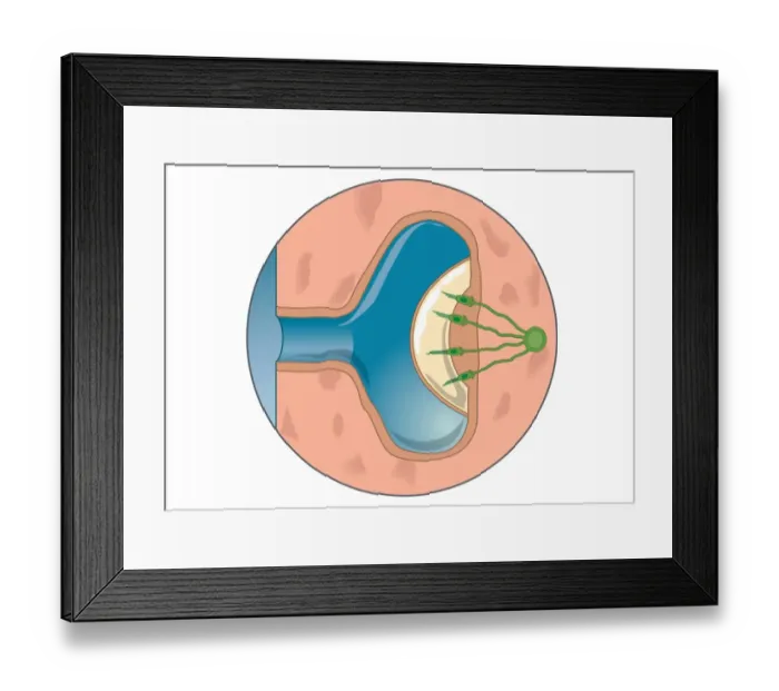 Framed Print : Digital illustration of lateral line system visible as faint line running down each side of fish bod Framed Print : Digital illustration of lateral line system visible as faint line running down each side of fish bod
