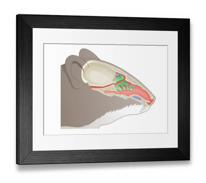Framed Print : Digital cross section illustration of olfactory system of House Mouse (Mus musculus) Framed Print : Digital cross section illustration of olfactory system of House Mouse (Mus musculus)