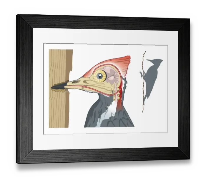 Framed Print : Digital illustration showing woodpeckers shock absorbers connecting chisel shaped beak to skull by Framed Print : Digital illustration showing woodpeckers shock absorbers connecting chisel shaped beak to skull by