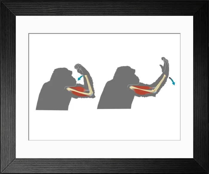 Framed Print : Digital cross section illustration showing flexion (left) and extension (right) in gorilla forelimbs