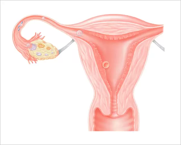 Digital illustration showing journey of fertilized human egg