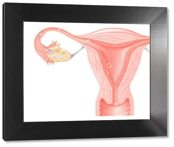 Digital illustration showing journey of fertilized human egg