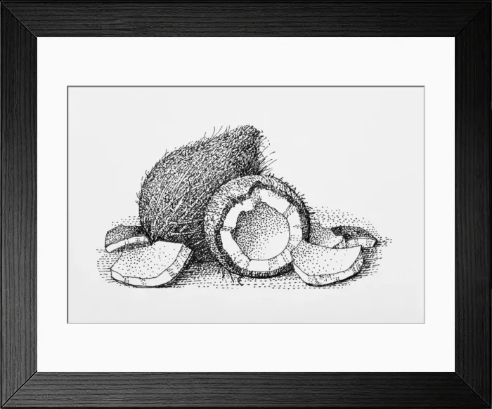 Framed Print : Black and white illustration of whole and broken coconut Framed Print : Black and white illustration of whole and broken coconut