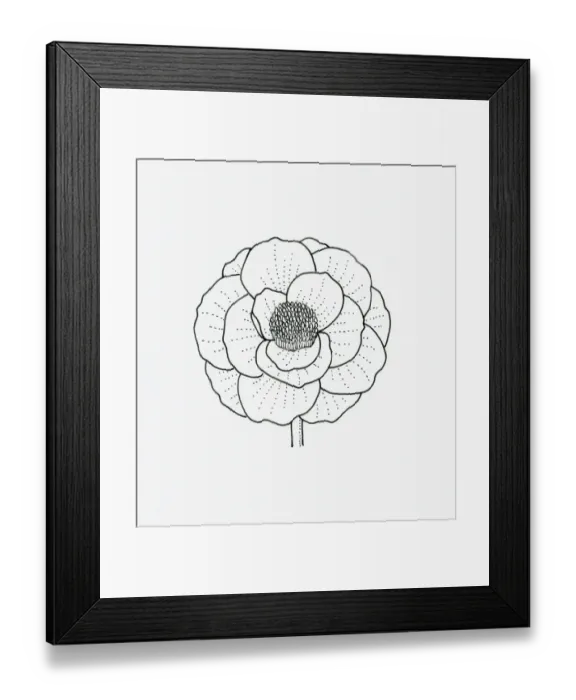 Framed Print : Black and white illustration of papaver (poppy) flower head