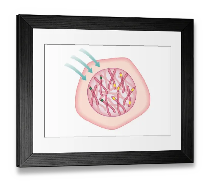 Framed Print : Digital illustration showing temporary cell damage to genes on chromosomes caused by an attacking carcinogen Framed Print : Digital illustration showing temporary cell damage to genes on chromosomes caused by an attacking carcinogen