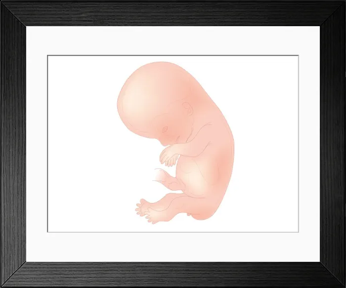 Framed Print : Digital illustration of foetal size at 10 weeks Framed Print : Digital illustration of foetal size at 10 weeks