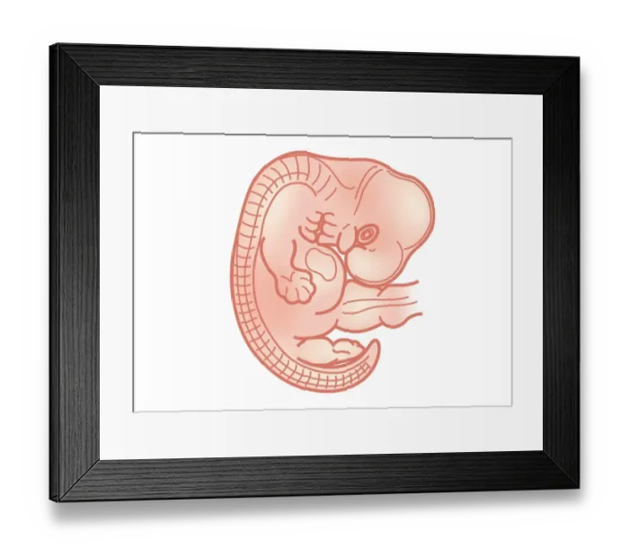 Framed Print : Digital illustration of foetus size at 7 weeks Framed Print : Digital illustration of foetus size at 7 weeks