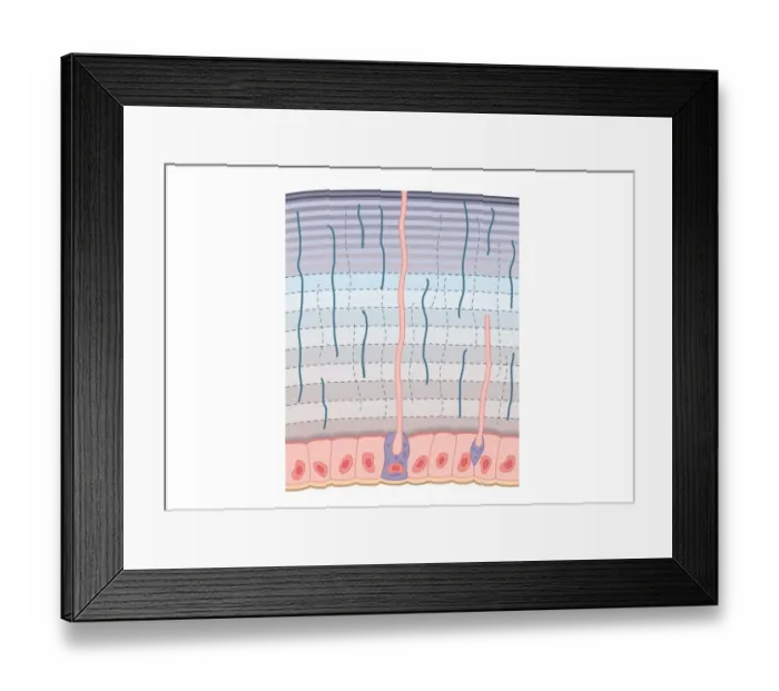 Framed Print : Digital cross section illustration of procuticle divided into hardended exocuticle with many compacted fibres, more flexible endocuticle, and dermal glands in epidermis producing chemical repellents to deter predators