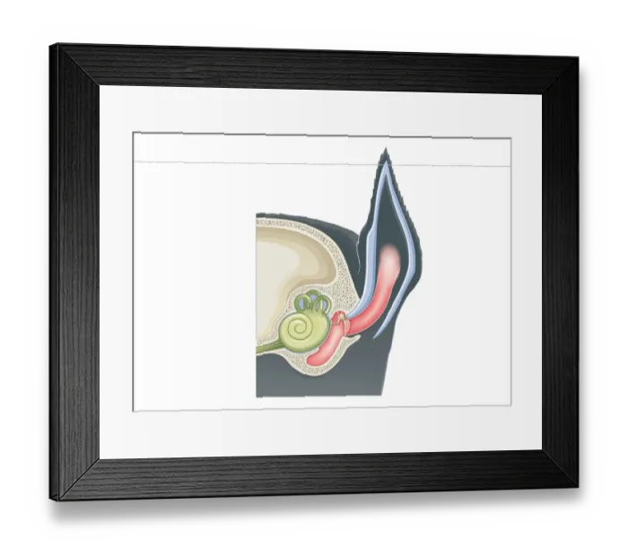 Framed Print : Digital cross section illustration of mammalian ear including pinna, ear drum, middle ear Framed Print : Digital cross section illustration of mammalian ear including pinna, ear drum, middle ear