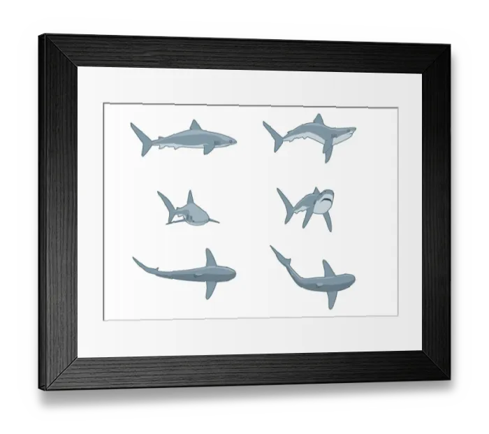 Framed Print : Sequence of digital illustrations showing threat postures of Grey Reef Shark (Carcharhinus amblyrhynchos) Framed Print : Sequence of digital illustrations showing threat postures of Grey Reef Shark (Carcharhinus amblyrhynchos)