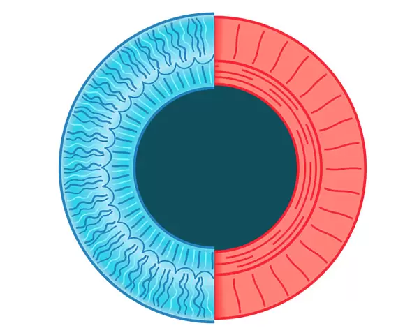 Digital illustration of dilated pupil of human eye with contraction of outer radial muscle fibres