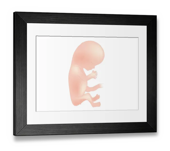 Framed Print : Digital illustration of foetal size at 11 weeks Framed Print : Digital illustration of foetal size at 11 weeks