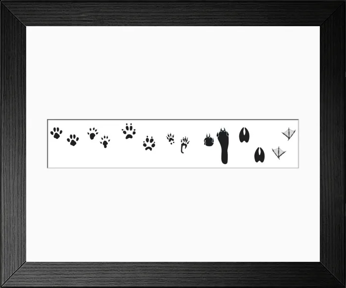 Framed Print : Black and white digital illustration of bird and animal footprints Framed Print : Black and white digital illustration of bird and animal footprints