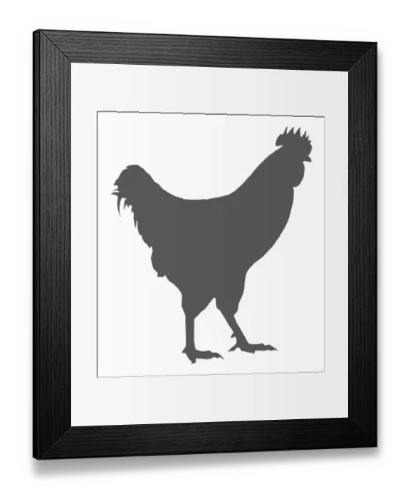 Framed Print : Black and white digital illustration of domestic Chicken (Gallus gallus domesticus) Framed Print : Black and white digital illustration of domestic Chicken (Gallus gallus domesticus)