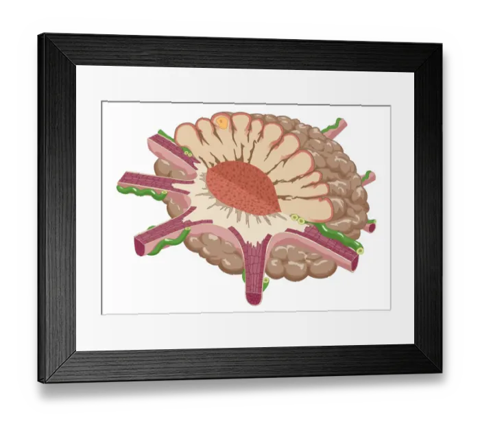 Framed Print : Digital illustration of contracted chromatophore showing densely packed pigment, and nerves controlling muscle fibres which alter pigment dispersal Framed Print : Digital illustration of contracted chromatophore showing densely packed pigment, and nerves controlling muscle fibres which alter pigment dispersal