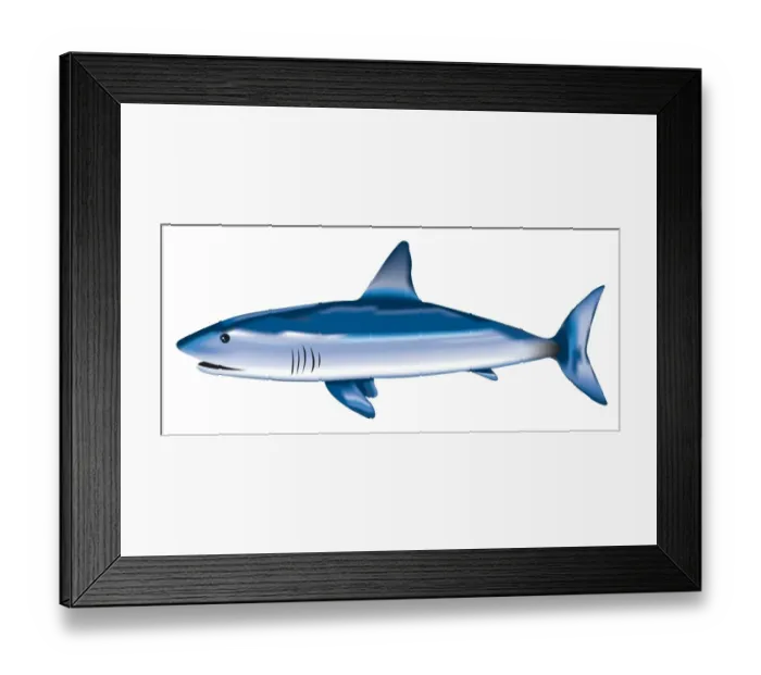 Framed Print : Digital illustration of Blue Shark (Prionace glauca) Framed Print : Digital illustration of Blue Shark (Prionace glauca)