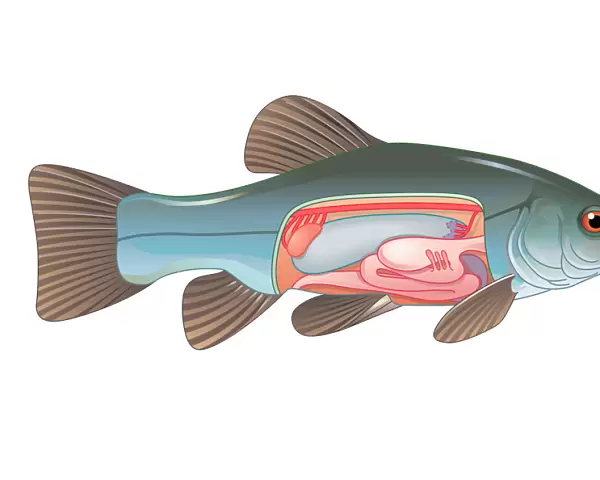 Digital cross section illustration of fish showing gas bladder which contributes to the ability to control buoyancy