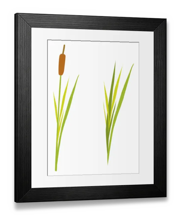 Framed Print : Typha latifolia (Bulrush) Framed Print : Typha latifolia (Bulrush)