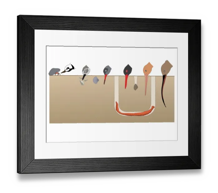 Framed Print : Digital illustration showing feeding strategies of birds and beak their shapes