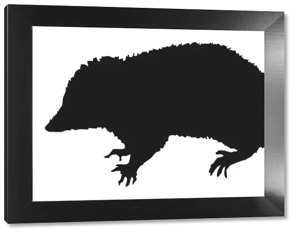 Black and white digital illustration of Opossum (Didelphidae), marsupial with sharp claws and long tail
