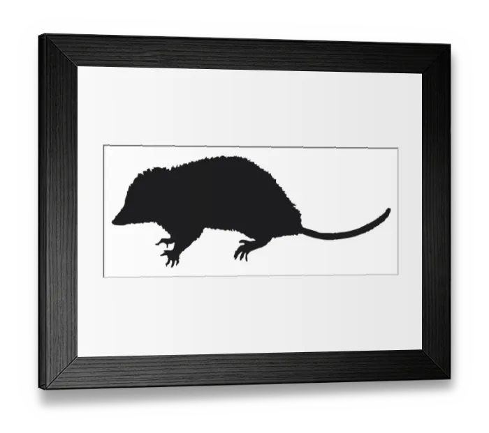 Framed Print : Black and white digital illustration of Opossum (Didelphidae), marsupial with sharp claws and long tail Framed Print : Black and white digital illustration of Opossum (Didelphidae), marsupial with sharp claws and long tail