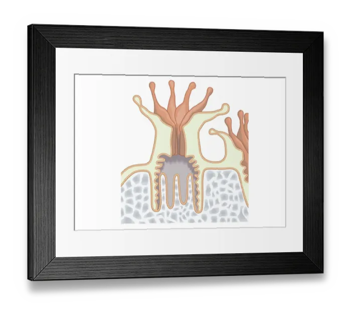 Framed Print : Digital illustration of coral polyp showing nutrients diffused through gastrodermis into tissue, and single digestive opening used as mouth and anus Framed Print : Digital illustration of coral polyp showing nutrients diffused through gastrodermis into tissue, and single digestive opening used as mouth and anus