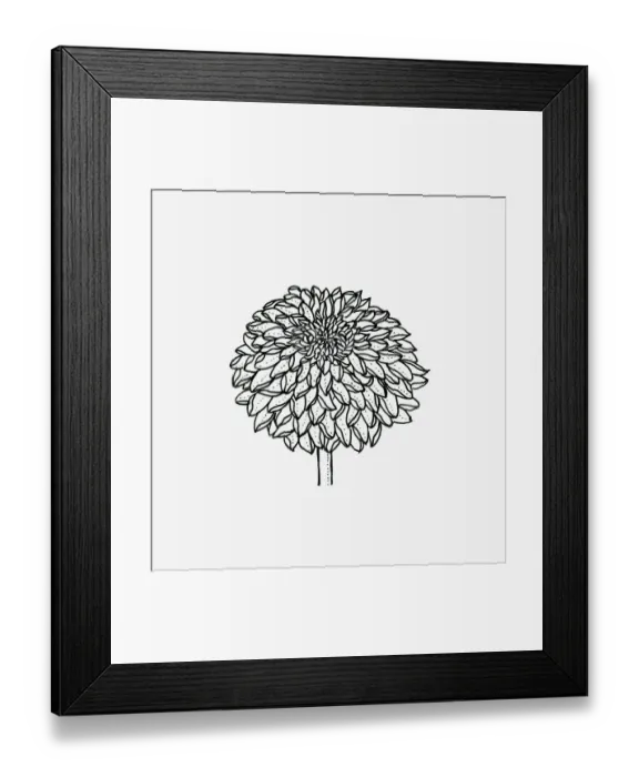 Framed Print : Black and white illustration of decorative Chrysanthemum flower head Framed Print : Black and white illustration of decorative Chrysanthemum flower head